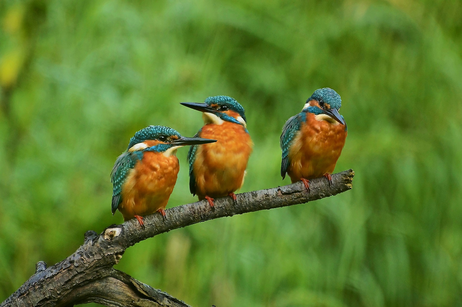 kingfisher-3526165_1920.jpg